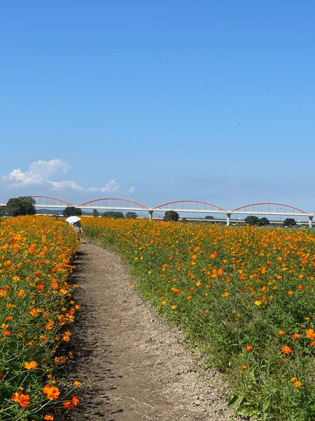 投稿：吹上コスモス