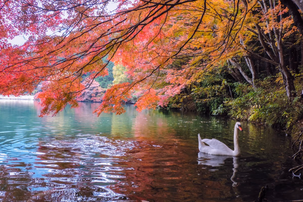投稿写真：紅葉の白馬の湖