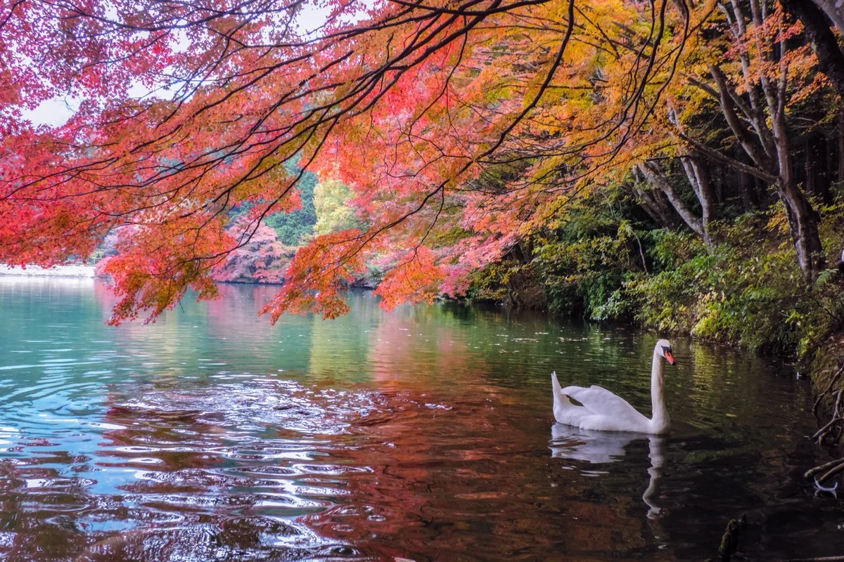 投稿写真：紅葉の白馬の湖