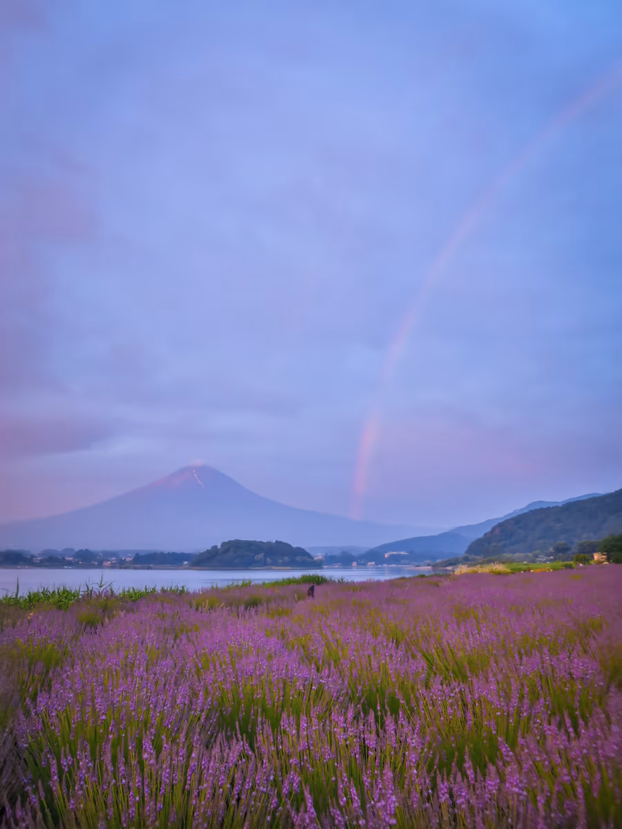 投稿写真：虹のラベンダー富士