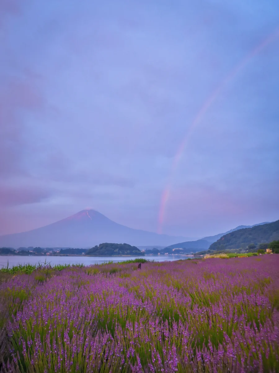 投稿写真：虹のラベンダー富士