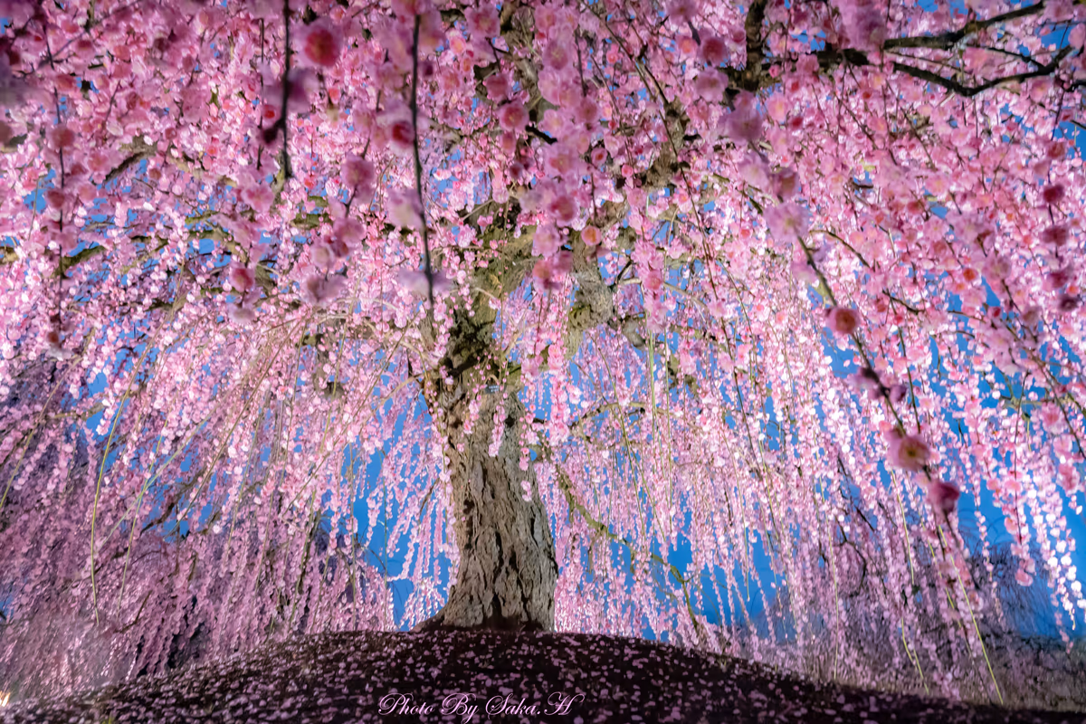 投稿写真：夜梅