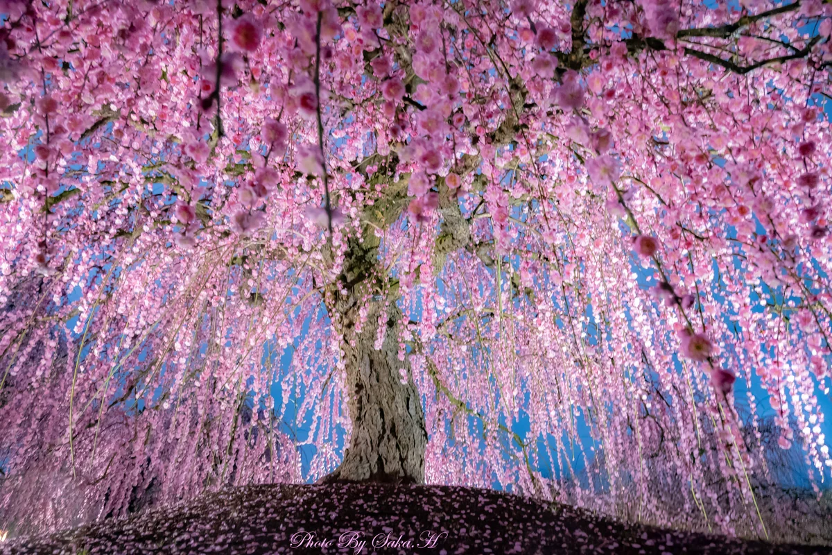 投稿写真：夜梅