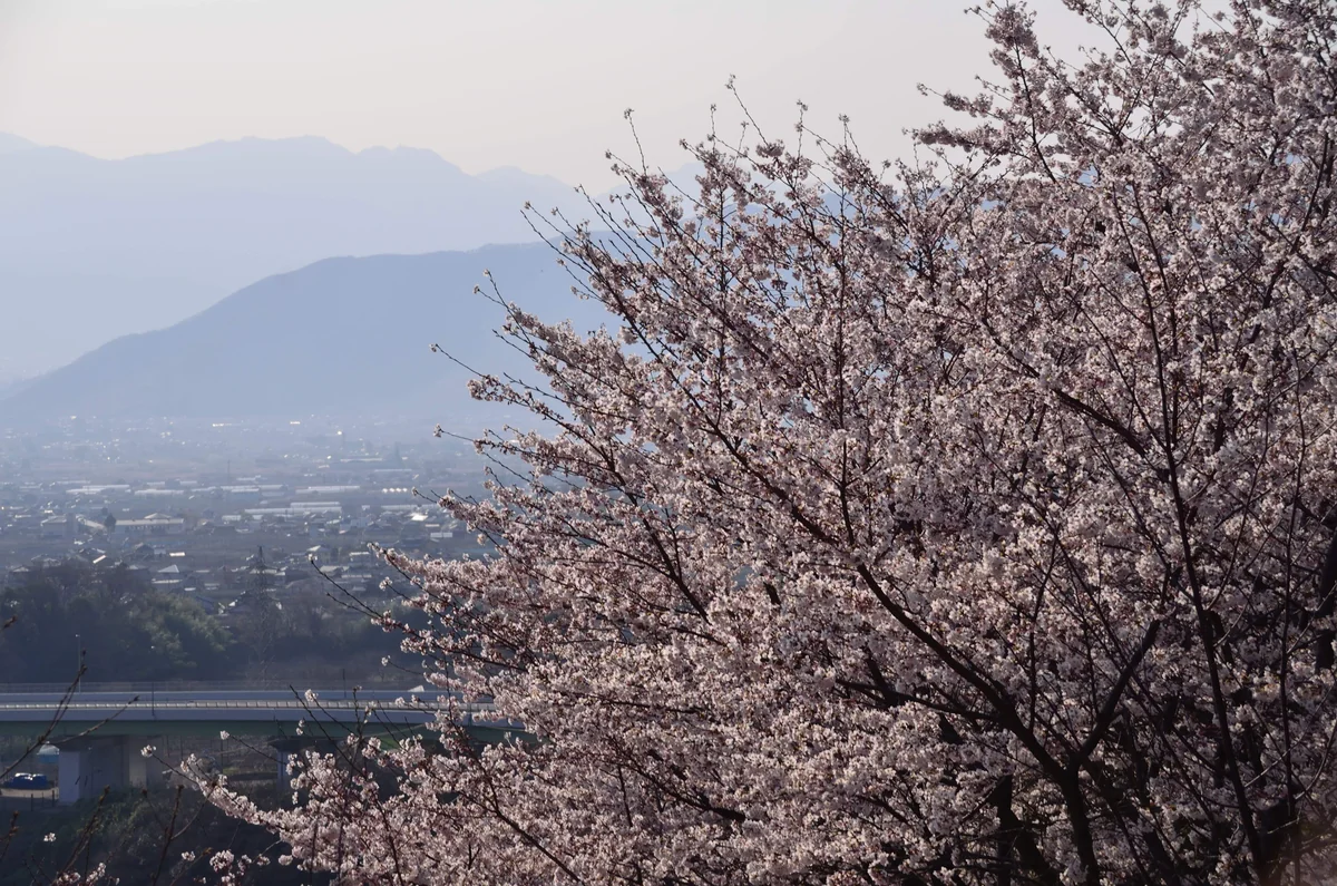 投稿写真：大善寺　桜