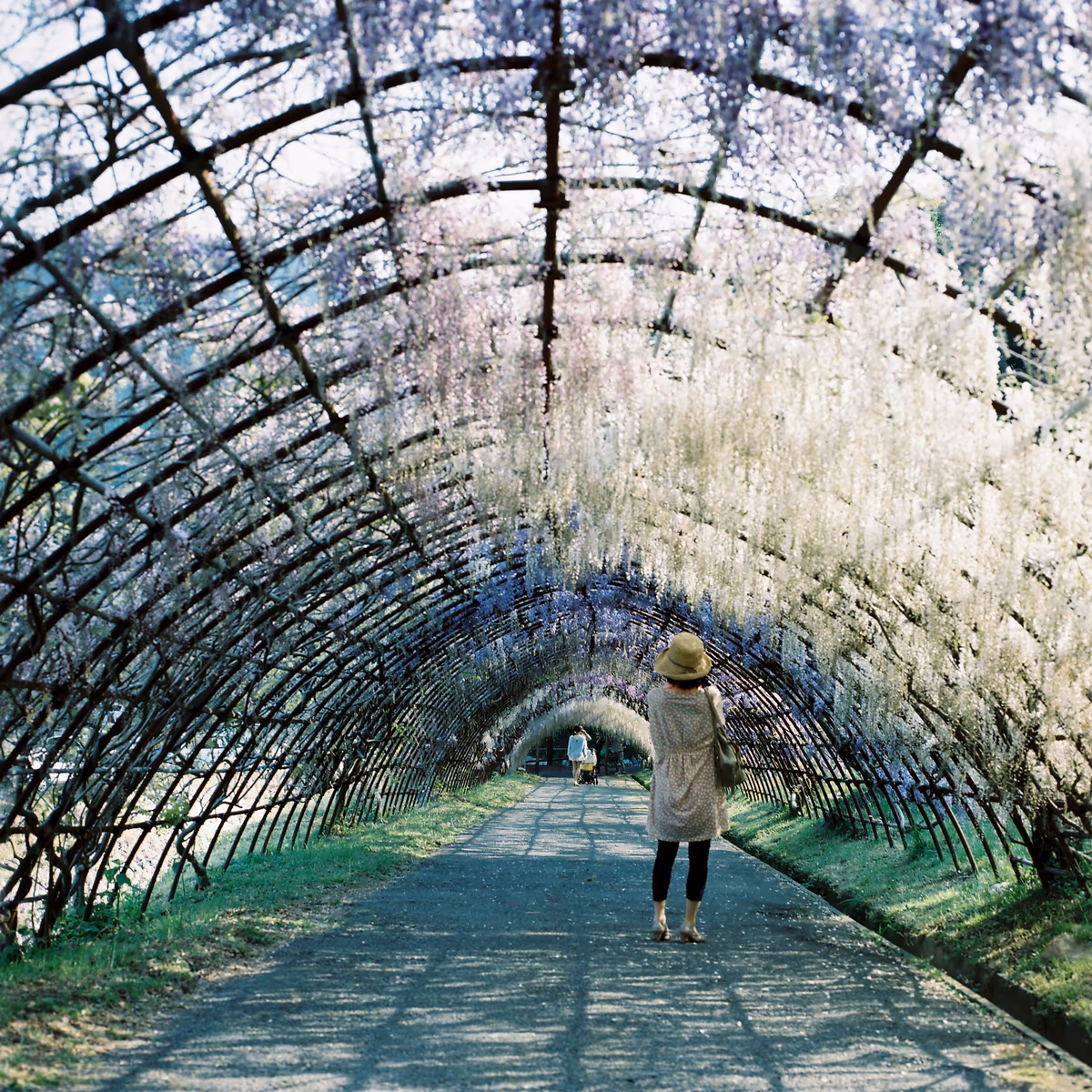投稿写真：河内藤園