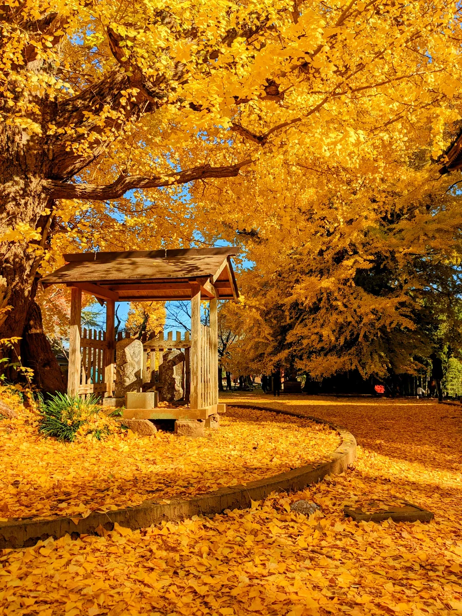 投稿写真：ひとすくい空に向かって投げてみる