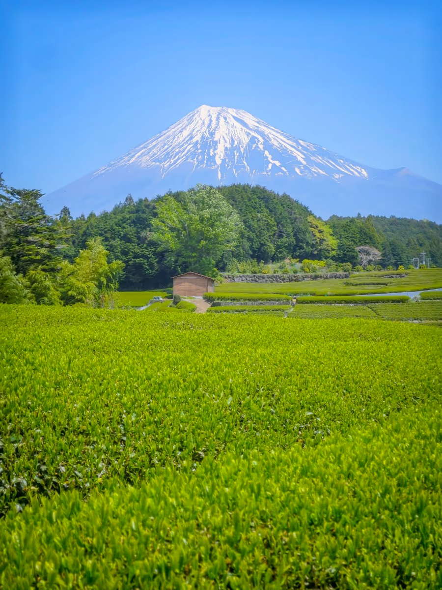 投稿写真：新緑の茶畑と富士山