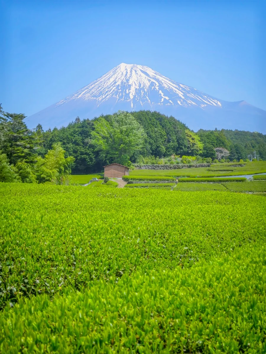 投稿写真：新緑の茶畑と富士山