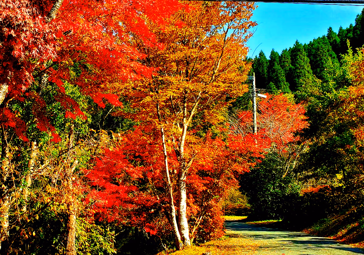 投稿写真：紅葉真っ盛り