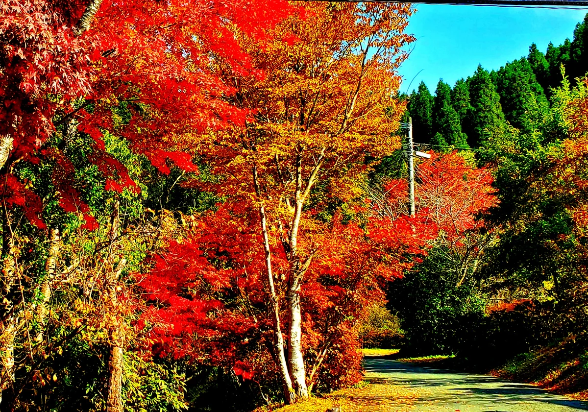 投稿写真：紅葉真っ盛り