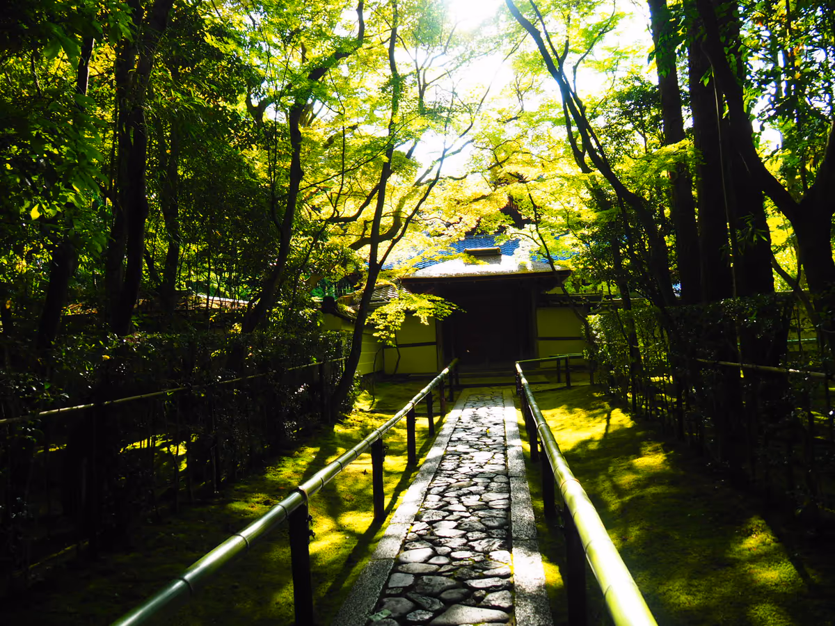 投稿写真：青もみじ
