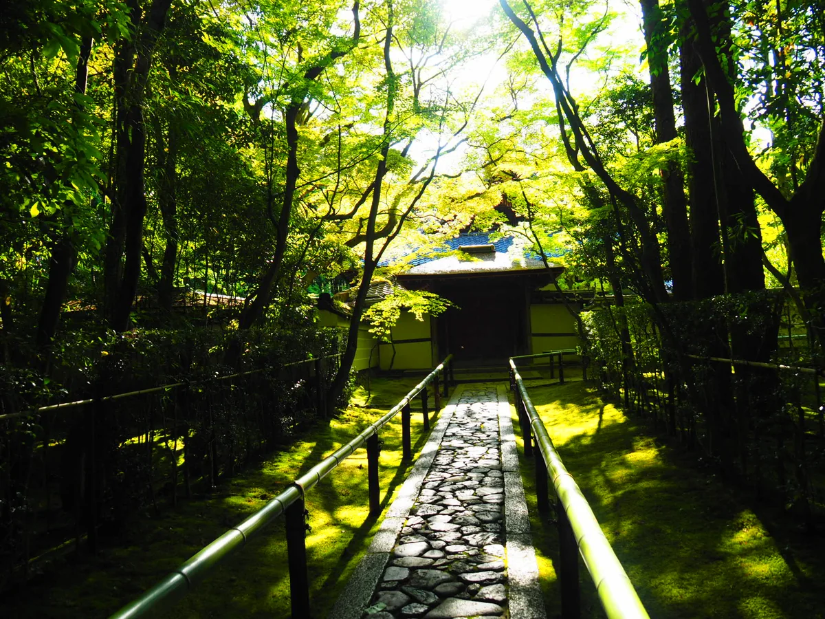 投稿写真：青もみじ