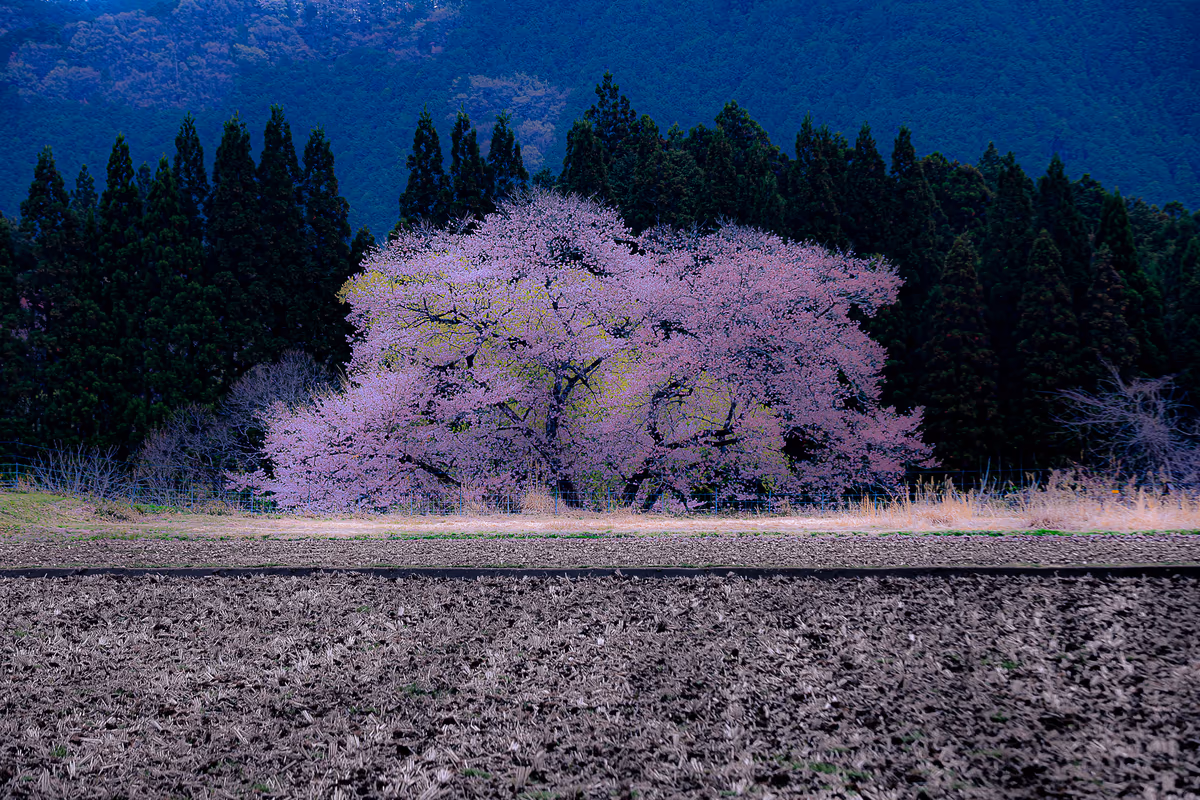 投稿写真：鹿沼市板荷の観音桜