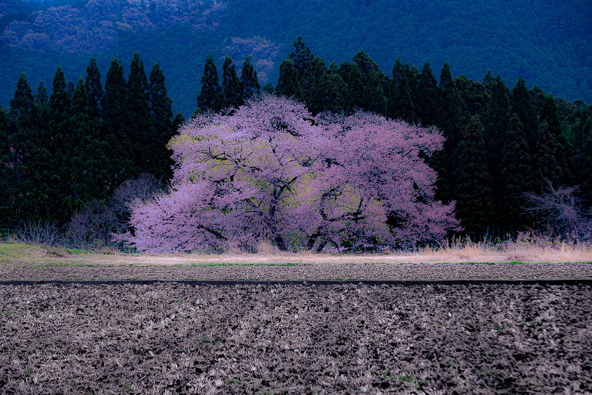 投稿写真：鹿沼市板荷の観音桜