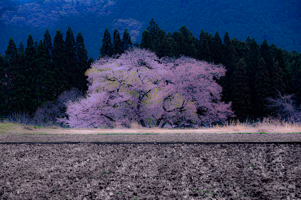 投稿：鹿沼市板荷の観音桜