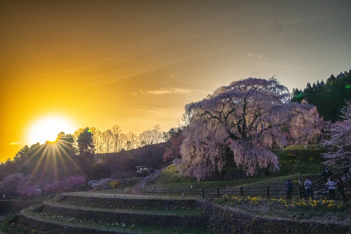 投稿写真：又兵衛桜と朝日