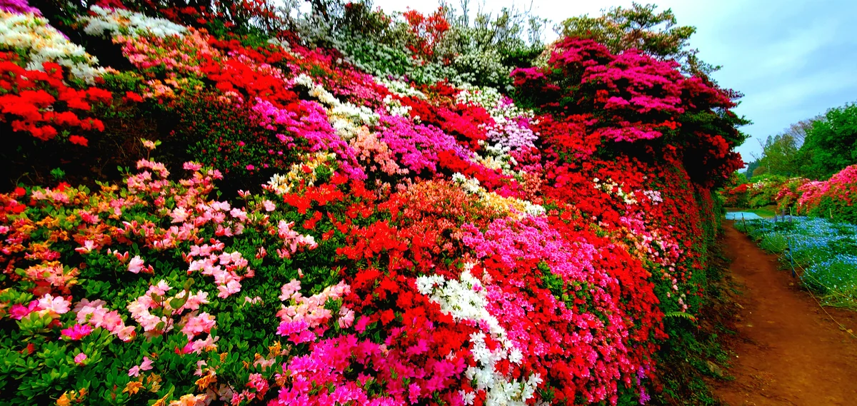 投稿写真：つつじの壁4