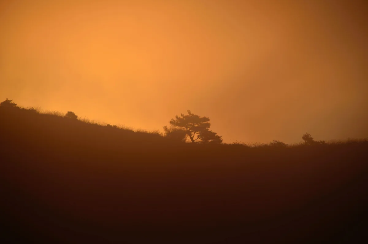 投稿写真：霧の朝焼け