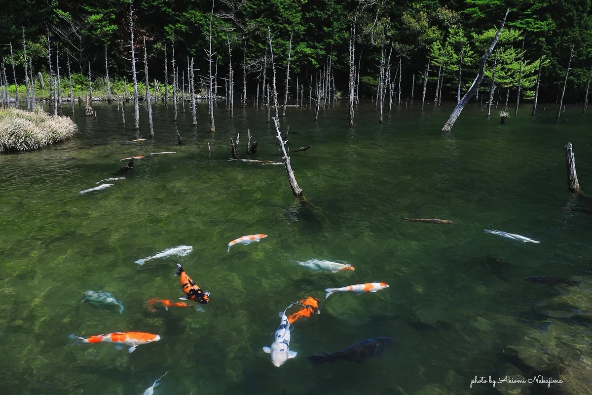 投稿写真：名もない水没林