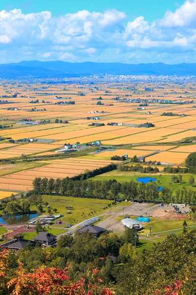 投稿：北海道随一の米どころ収穫前の風景