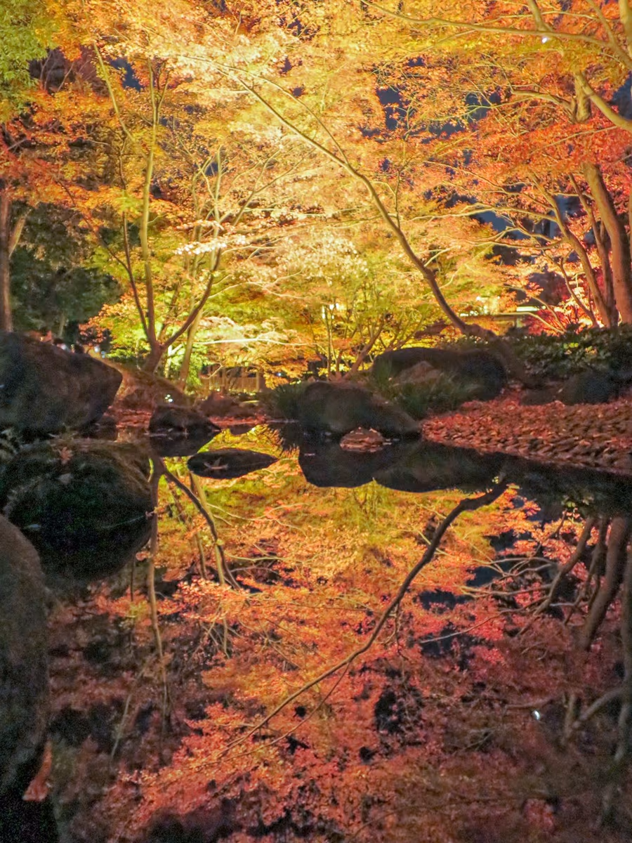 投稿写真：ライトアップされたモミジの紅葉のリフレクション