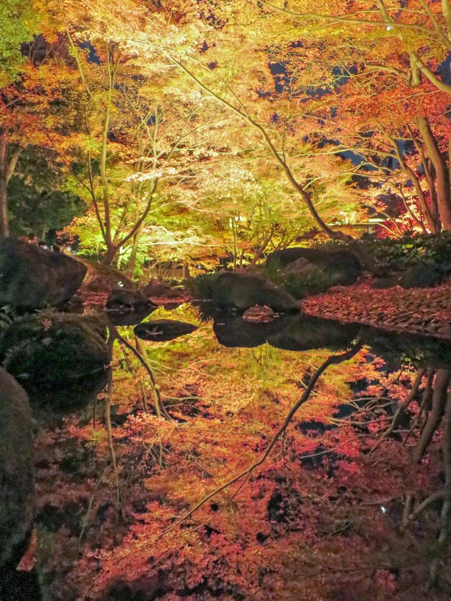 投稿写真：ライトアップされたモミジの紅葉のリフレクション
