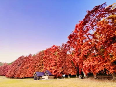 投稿：秋色🍁美しい落羽松の紅葉