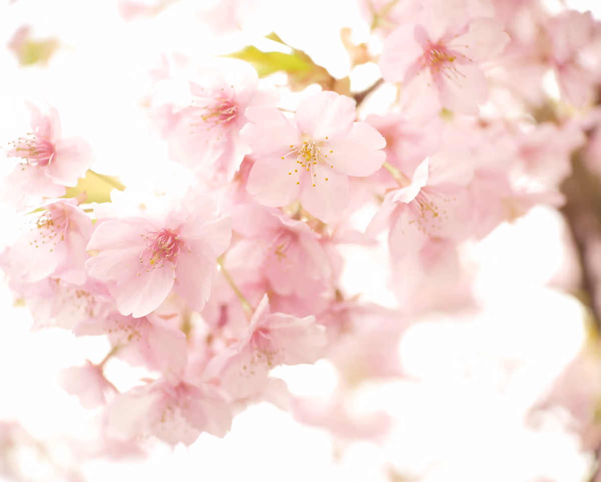 投稿写真：桜の川辺