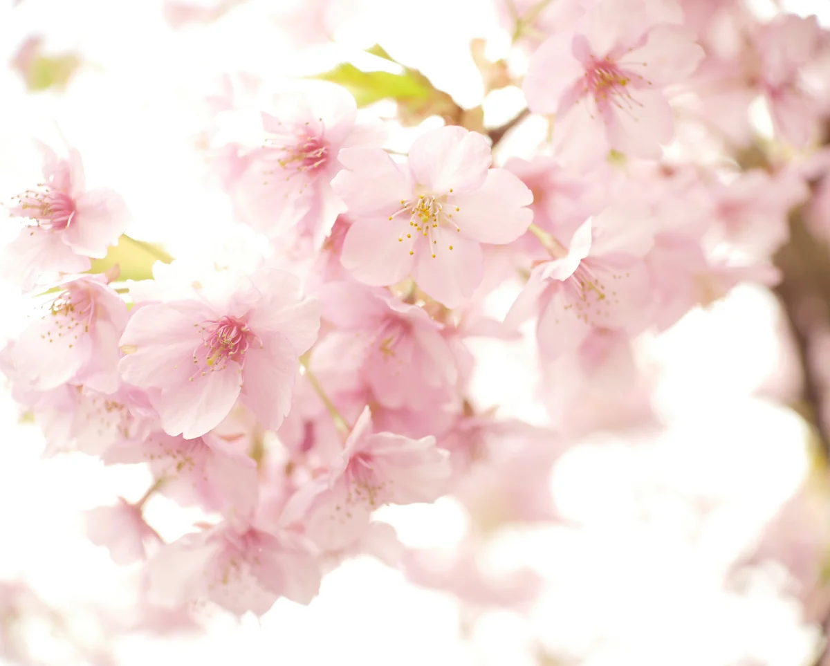 投稿写真：桜の川辺