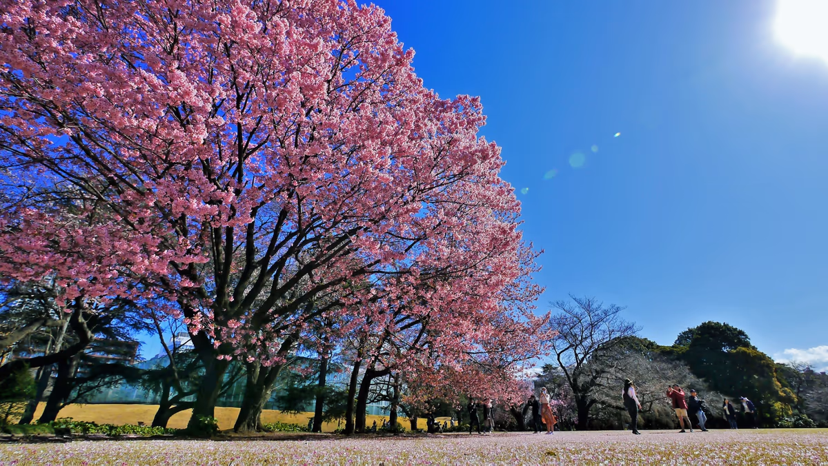投稿写真：pink&blue