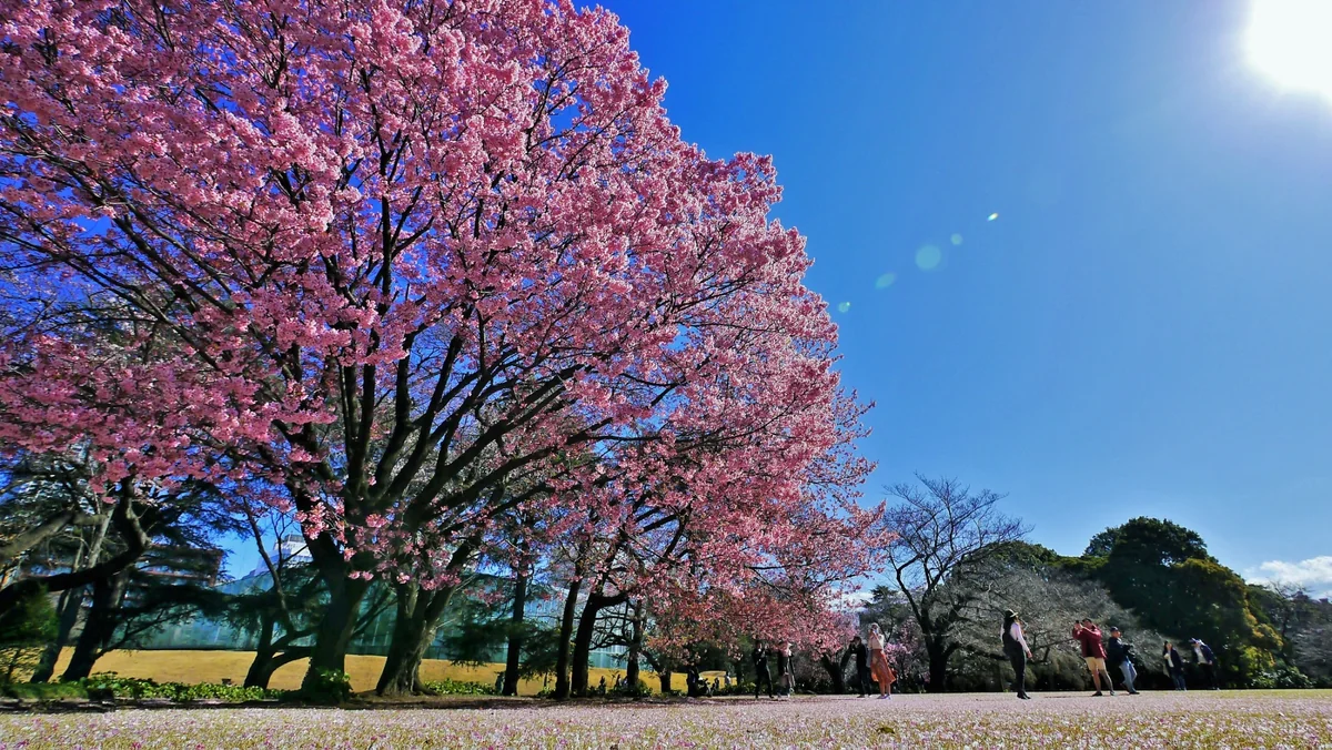 投稿写真：pink&blue