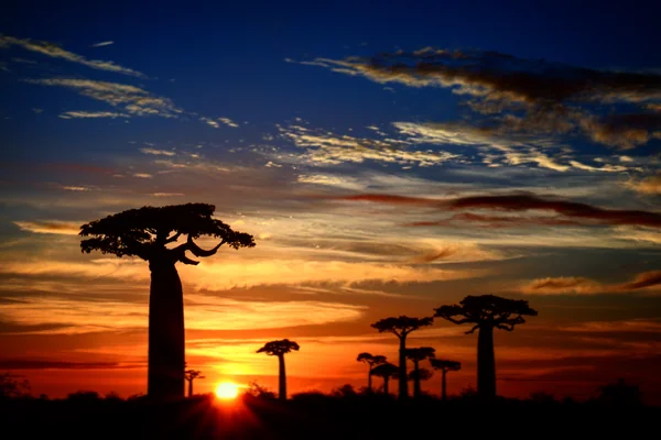 投稿：バオバブと日の出