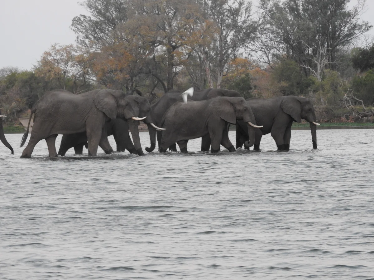 投稿写真：象の川渡