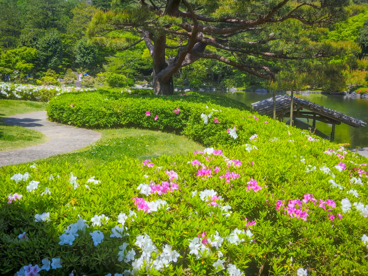 投稿写真：昭和記念公園の花々~ツツジ