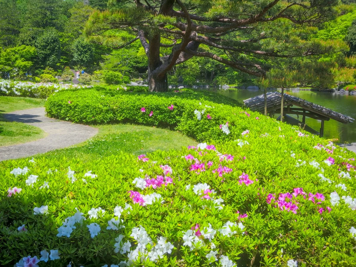 投稿写真：昭和記念公園の花々~ツツジ
