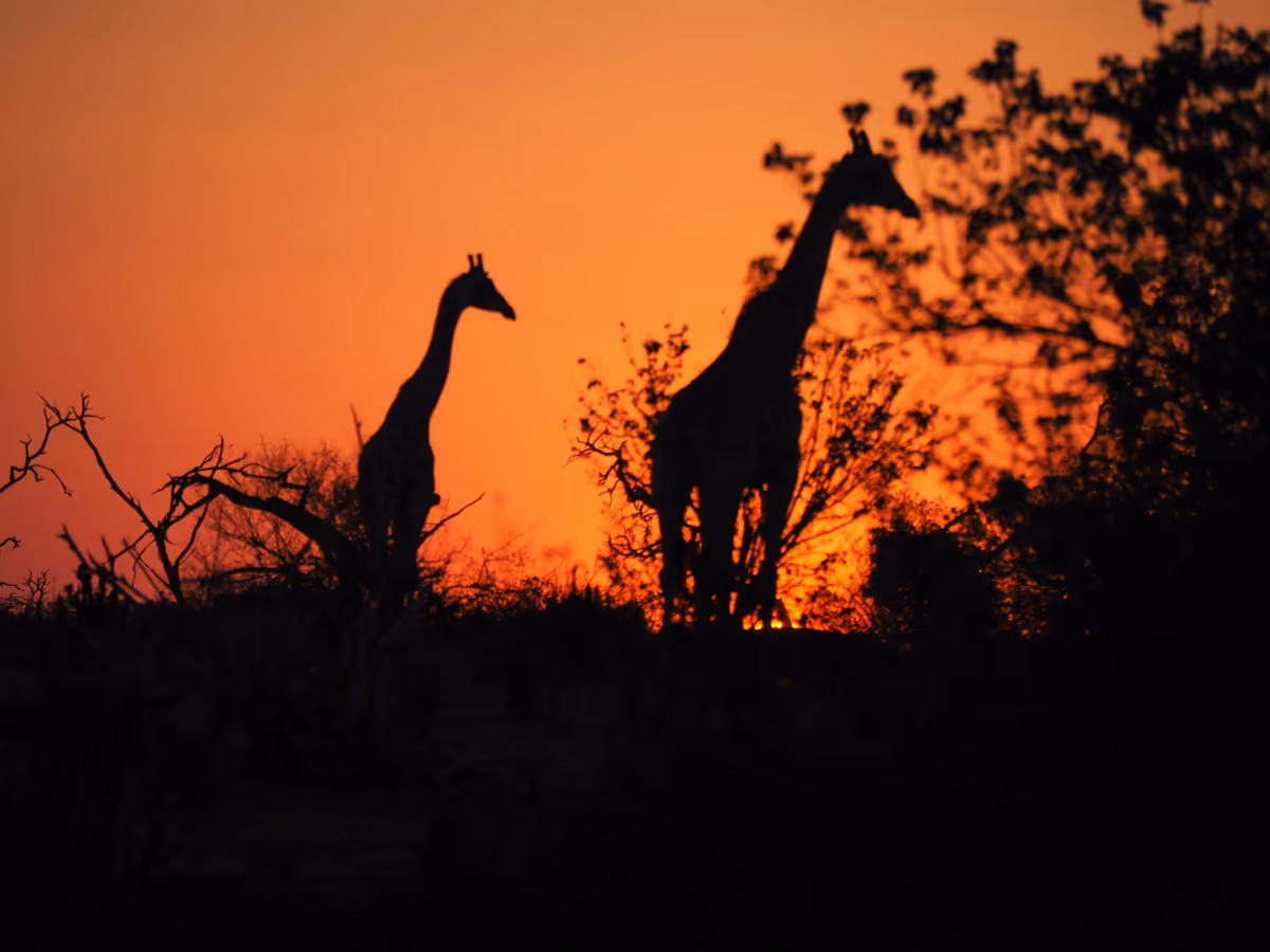 投稿写真：サバンナの夕景