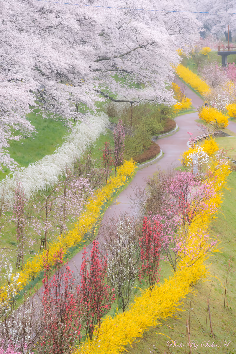 投稿写真：春乱舞