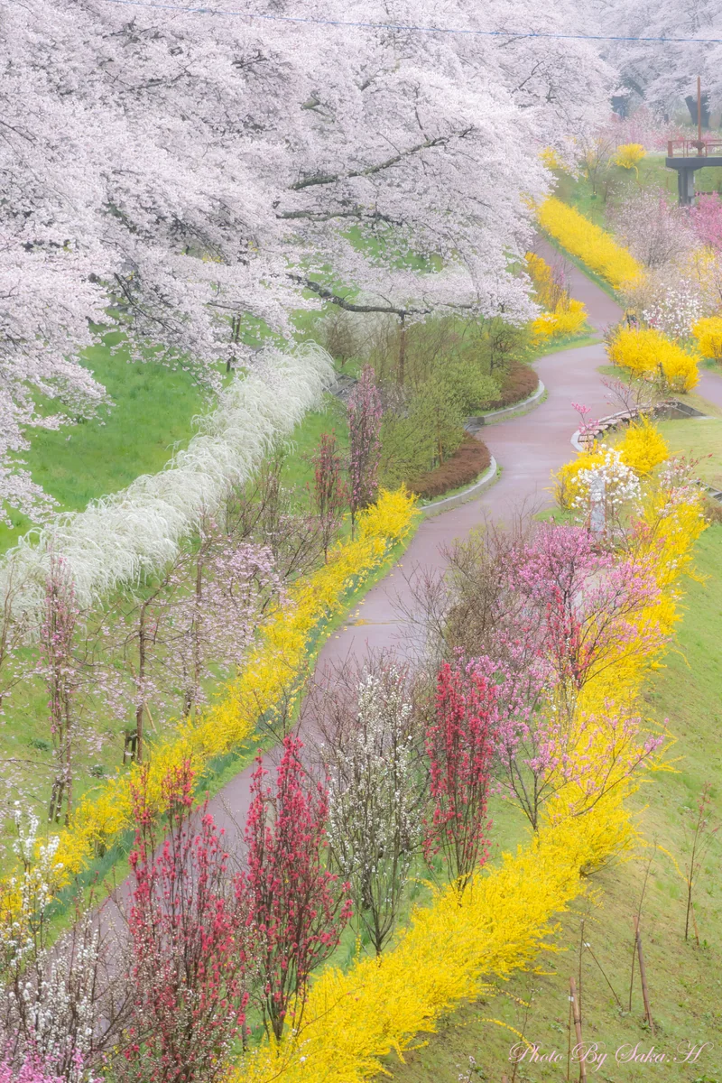 投稿写真：春乱舞