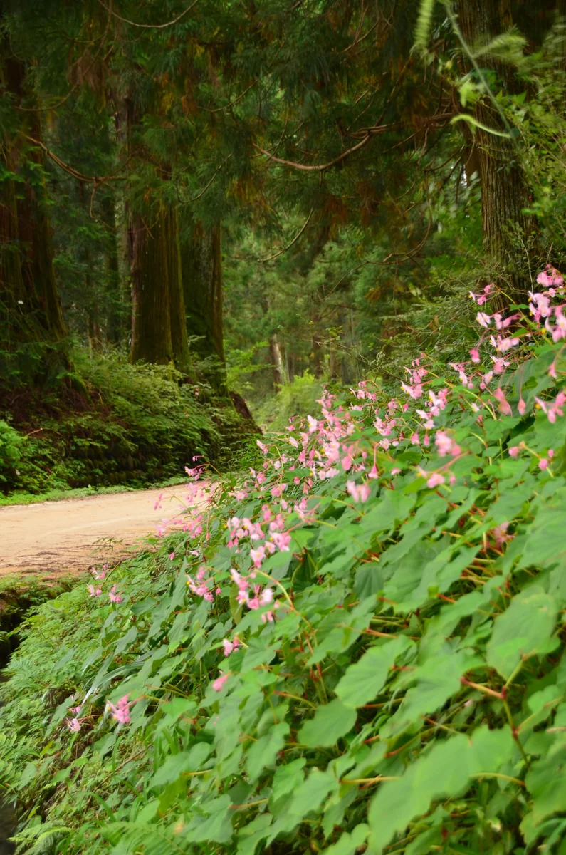 投稿写真：日光街道