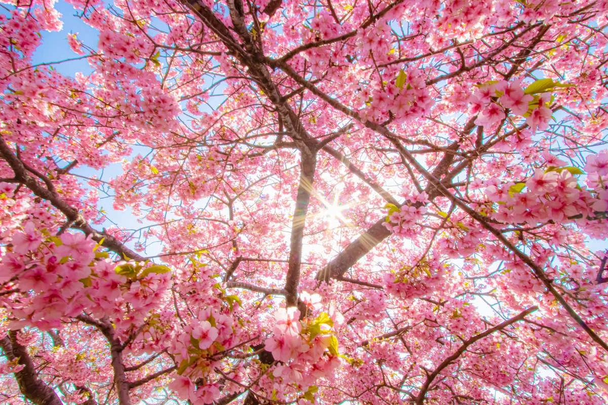 投稿写真：河津桜＠松田ハーブガーデン