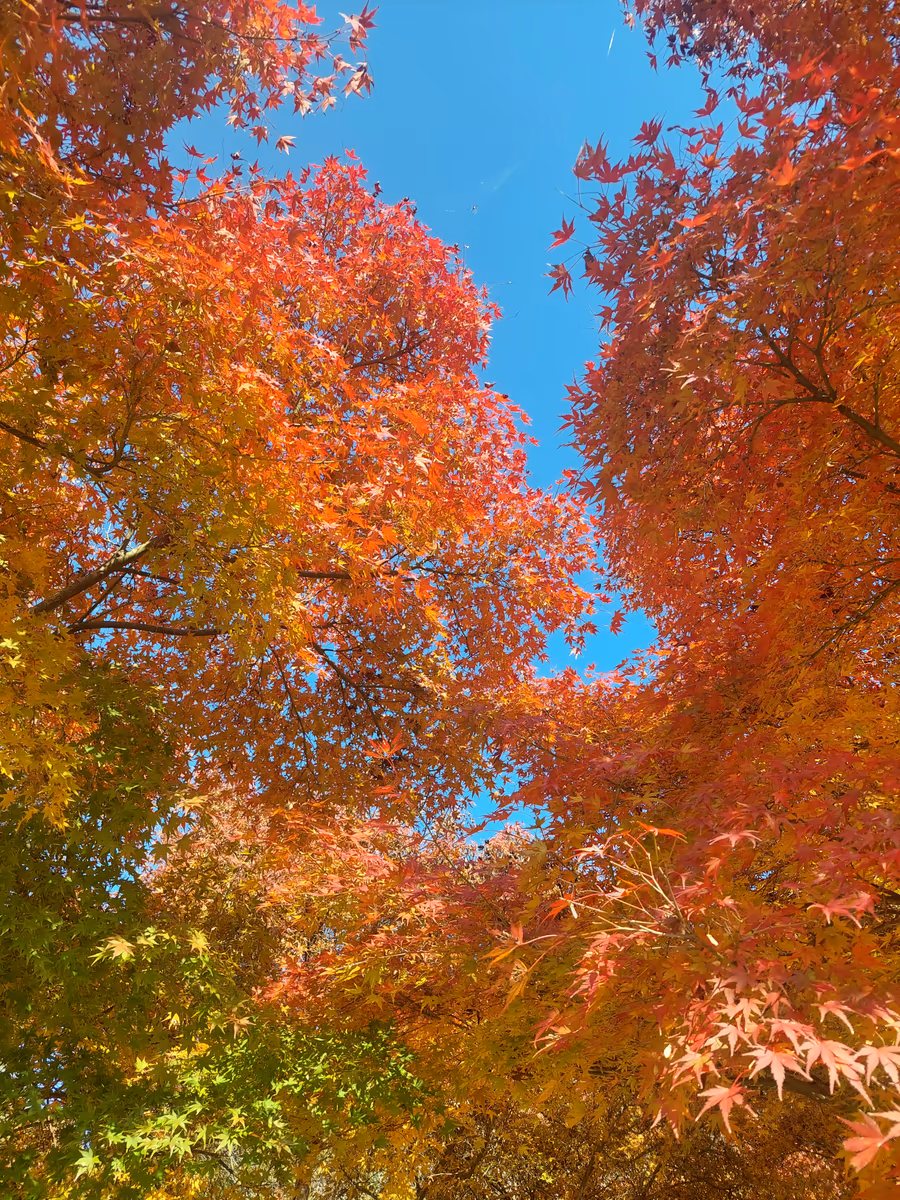 投稿写真：燃え盛る紅葉