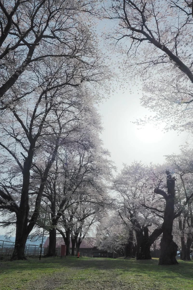 投稿写真：牧場の桜並木