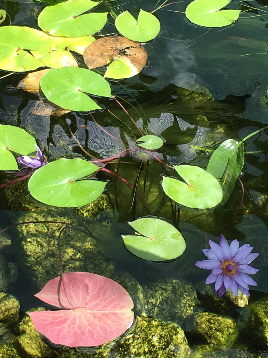 投稿写真：ケアンズ