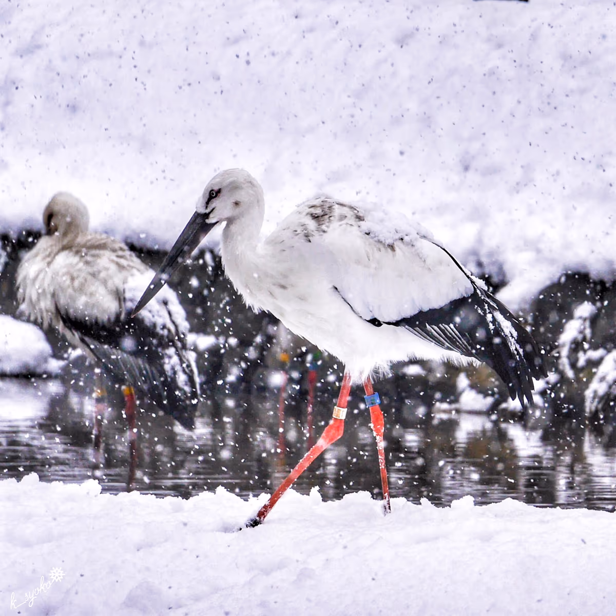 投稿写真：コウノトリの生命力