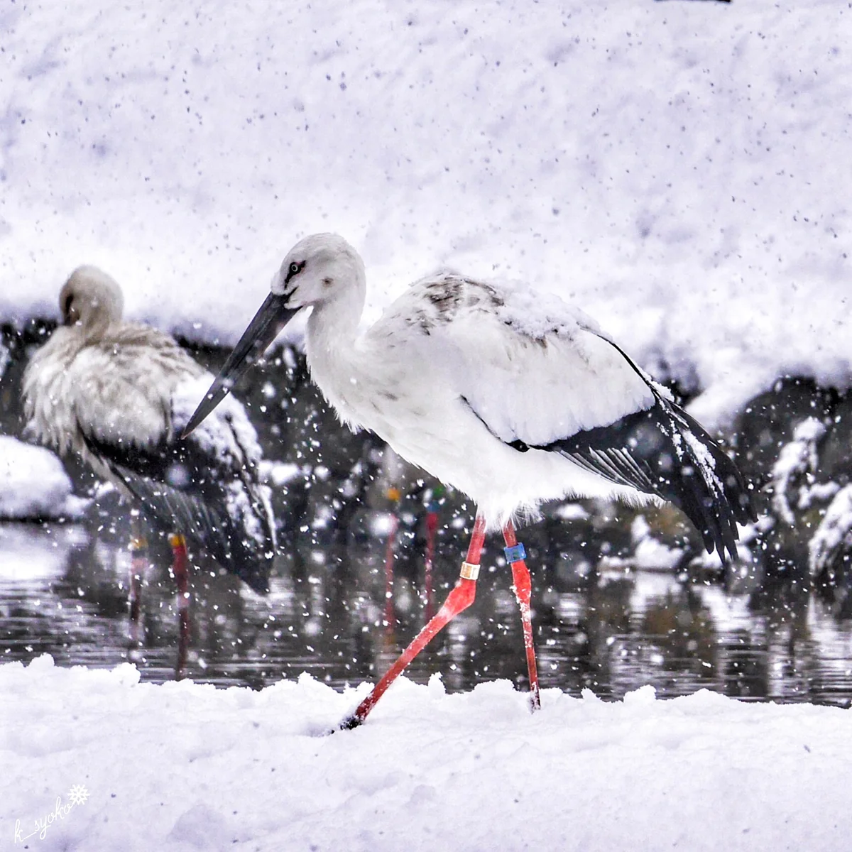 投稿写真：コウノトリの生命力
