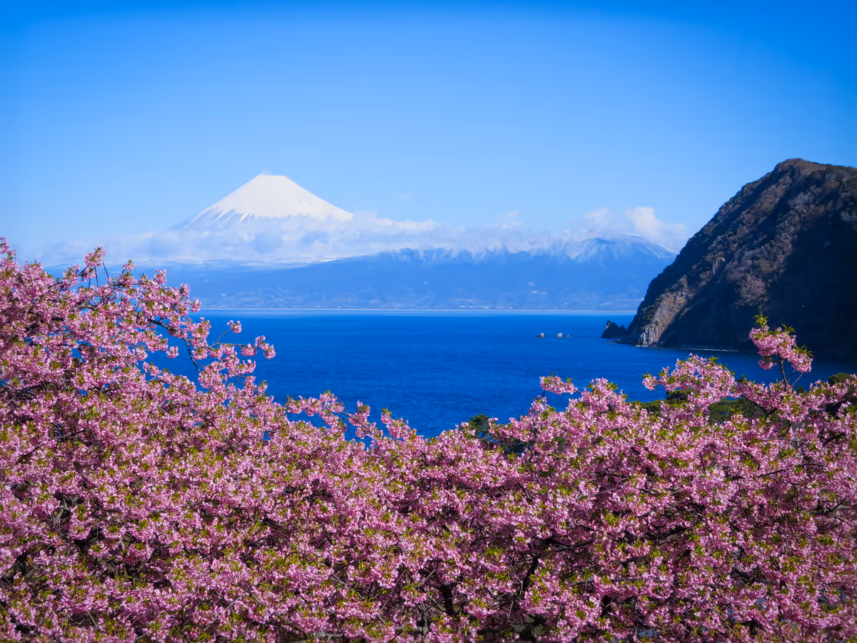 投稿写真：河津桜と化粧直しした富士山