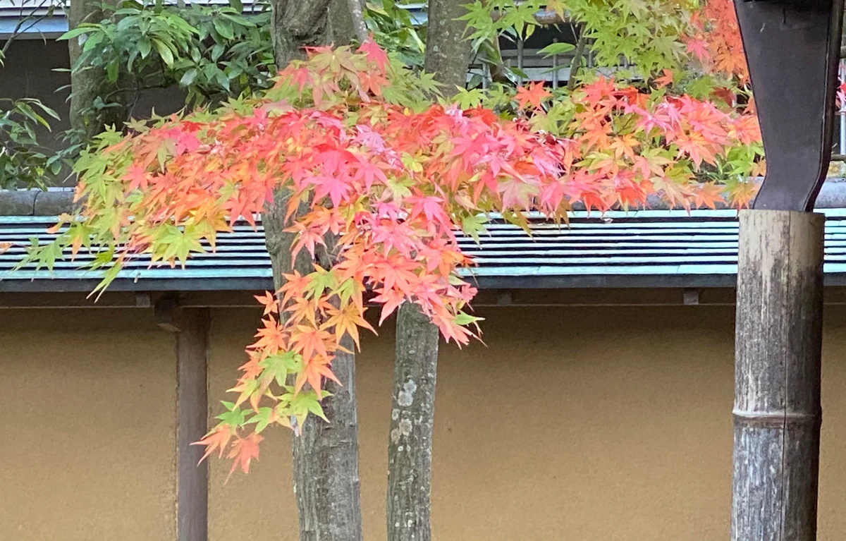 投稿写真：虹色紅葉