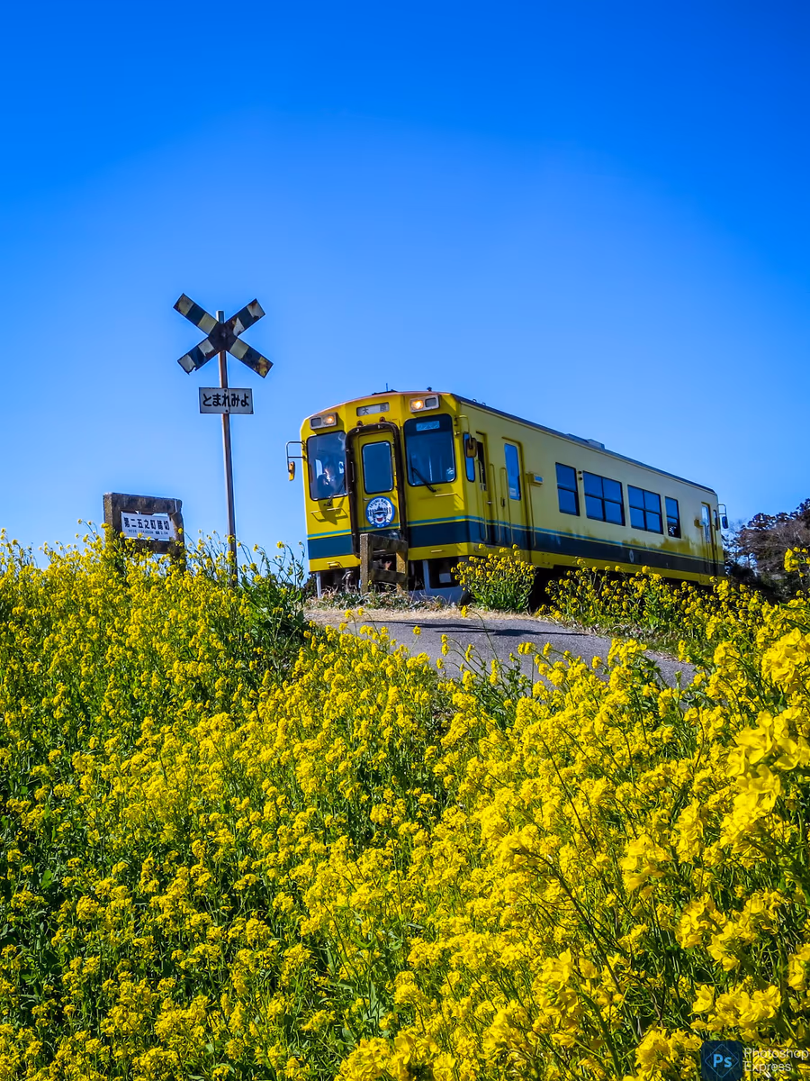 投稿写真：菜の花満開の踏切を進むイエロートレイン