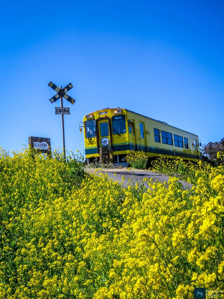 投稿写真：菜の花満開の踏切を進むイエロートレイン