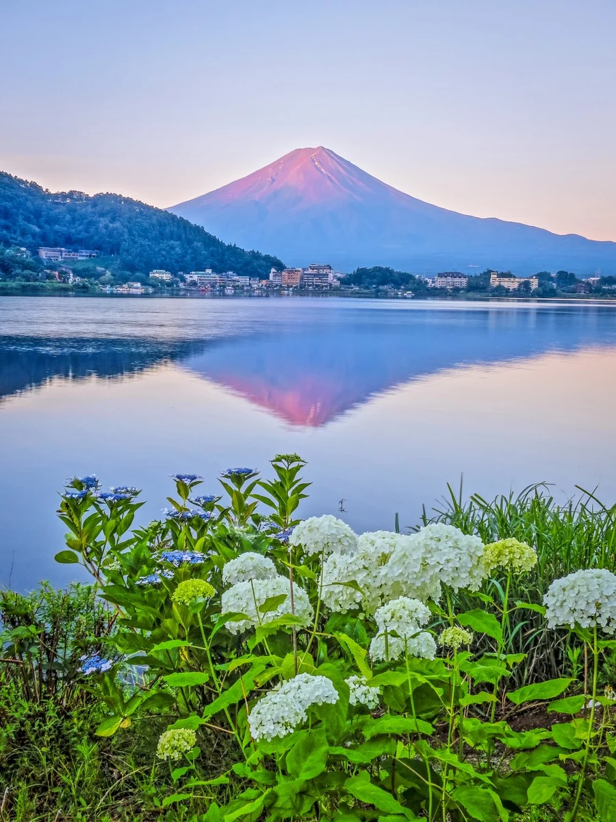 投稿写真：逆さ赤富士とあじさい